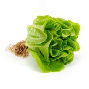Xà lách thủy canh tươi tại Dalat Farm
